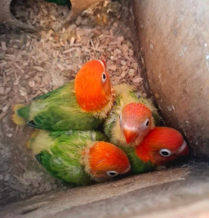Agapornis Fischeri Dwergpapegaai, Geslacht onbekend, Dwergpapegaai of Agapornis, Geringd