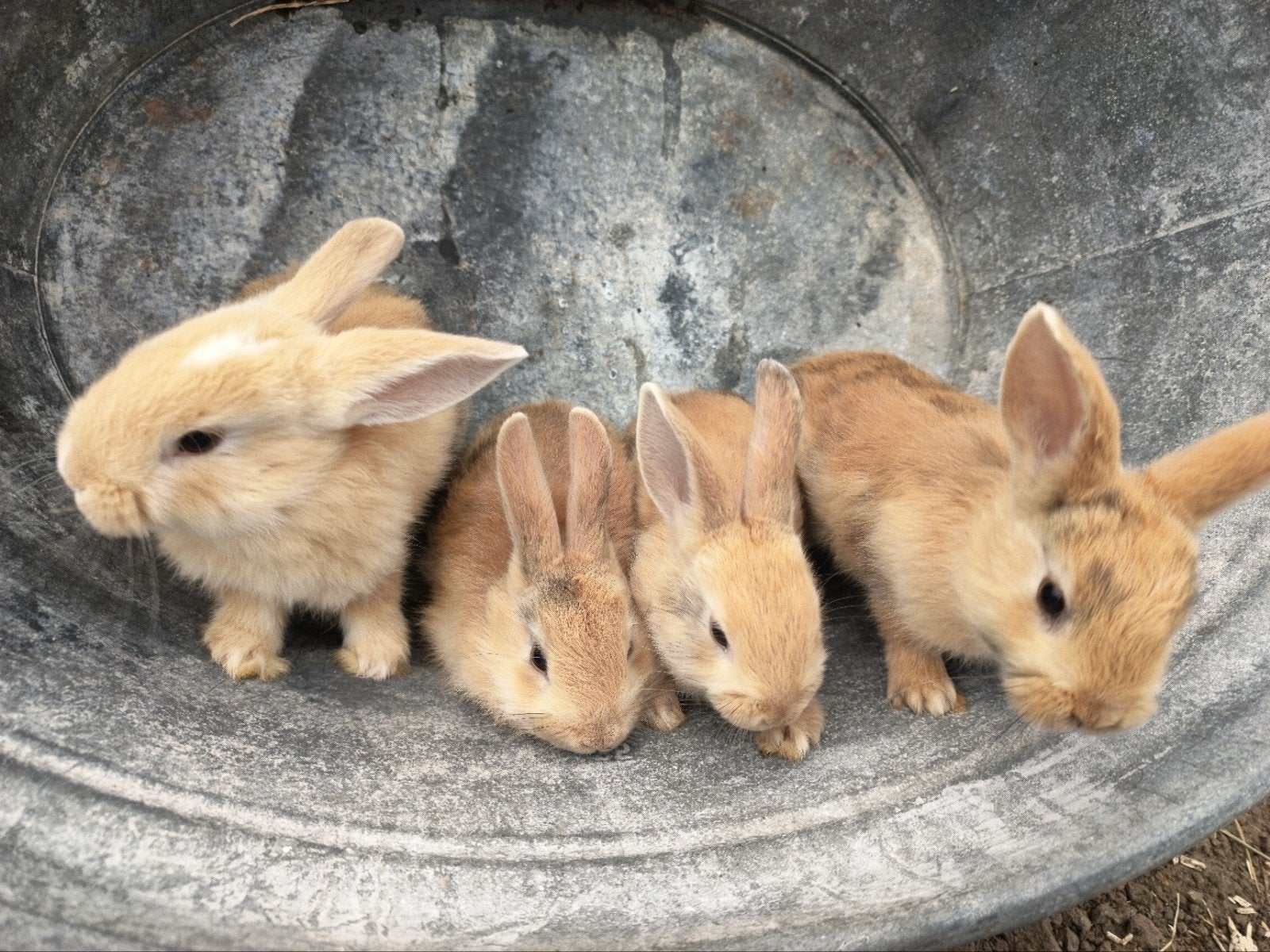 Jonge konijnen (rammelaars), Mannelijk, Middelgroot, 0 tot 2 jaar