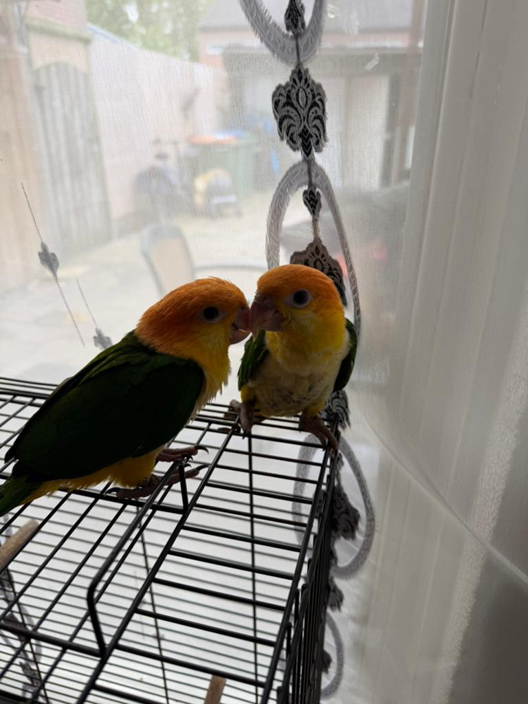 Zeer jonge tamme roestkop caique’s, Dieren en Toebehoren, Geslacht onbekend, Papegaai, Geringd