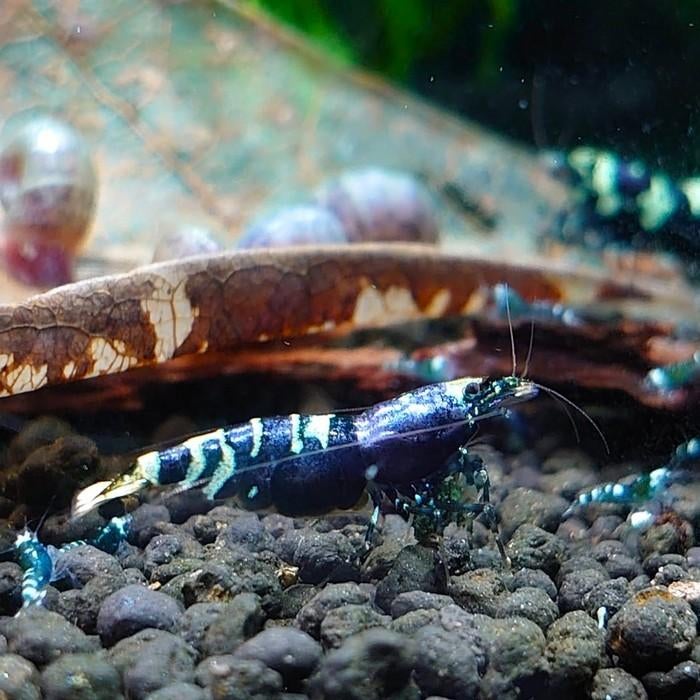 Caridina cf. cantonensis, Dieren en Toebehoren, Vissen | Aquariumvissen