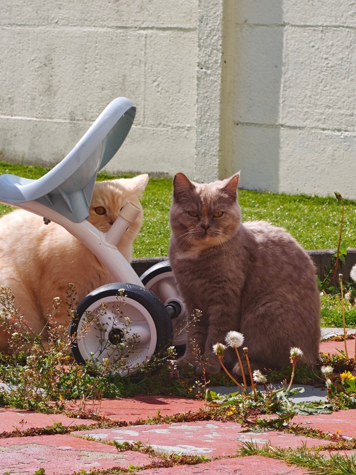 Lieve katten zoeken een nieuw thuis 🐾, Meerdere dieren