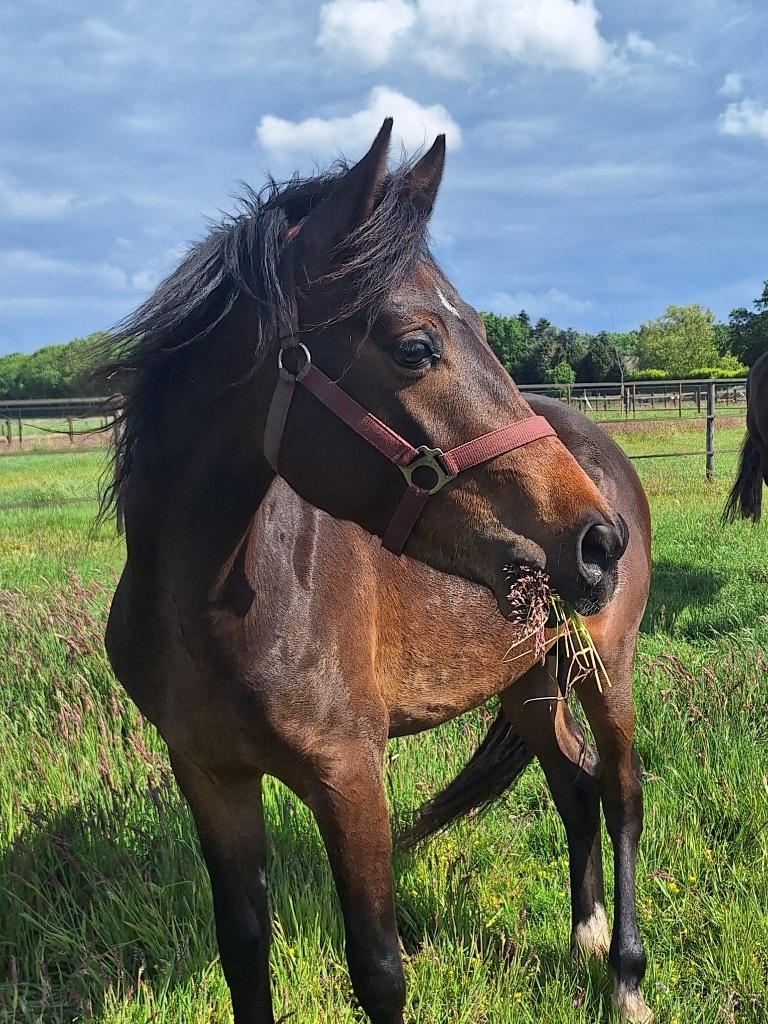 (Nieuwe Adv.) Hele knappe 2 jarige hengst van Amalia's Joep, Met stamboom, Dressuurpony, 0 tot 2 jaar, Hengst