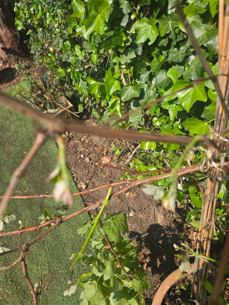 Druivenstruik - Perfect voor uw tuin of terras!, Ophalen, Volle zon, Vaste plant, Fruitplanten