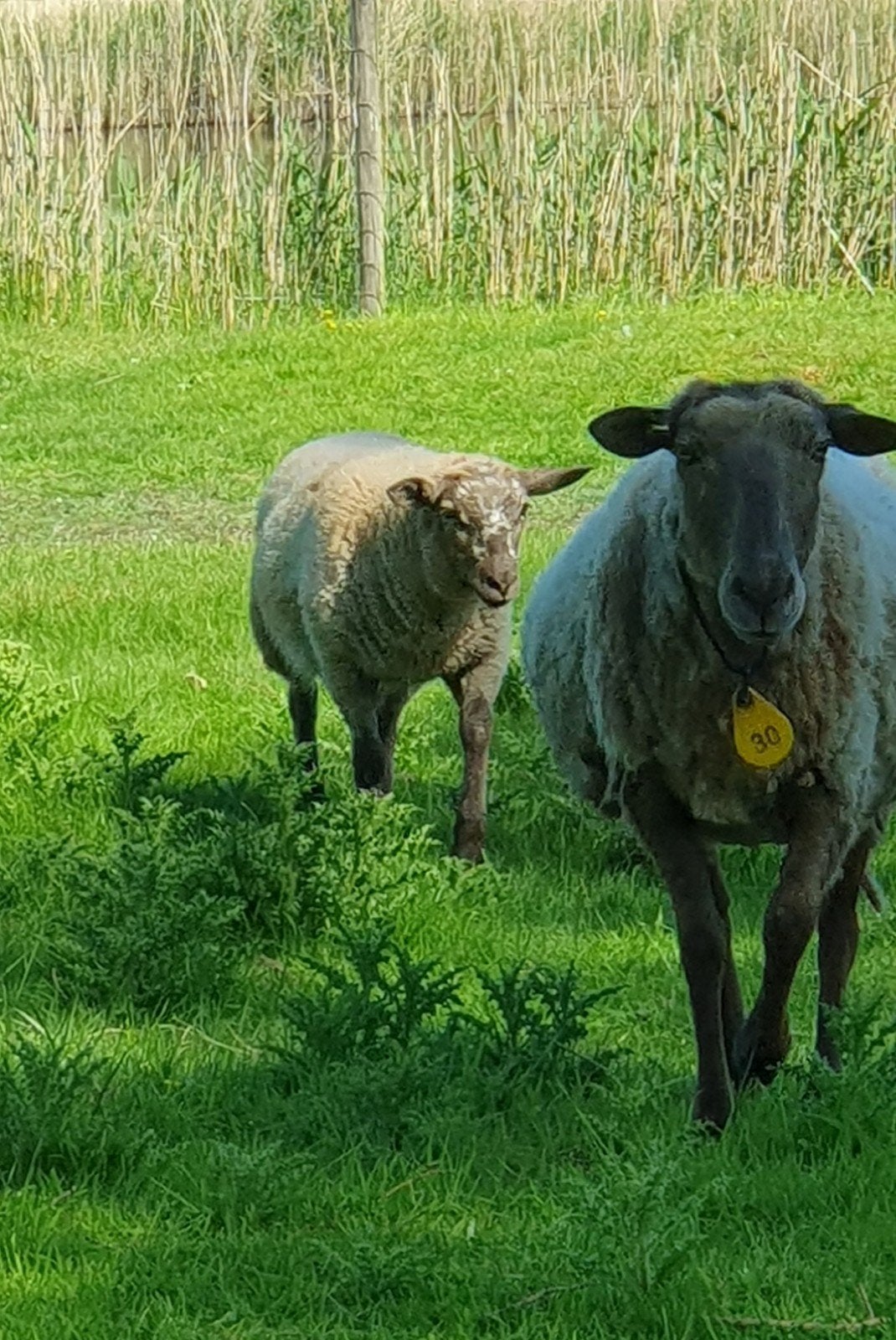 Schaap schapen ram rammen, Dieren en Toebehoren, Mannelijk, Schaap