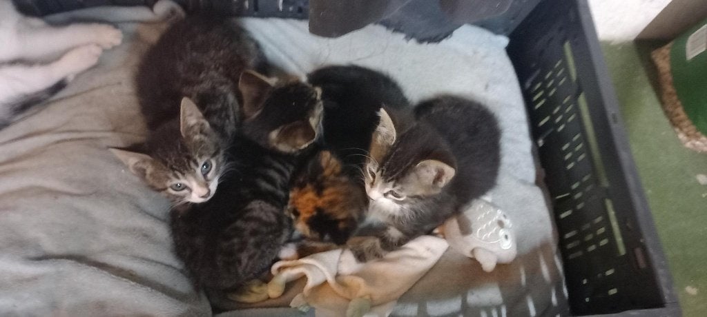 Mooie en tamme boerderij kittens, Meerdere dieren, Kortharig, 0 tot 2 jaar