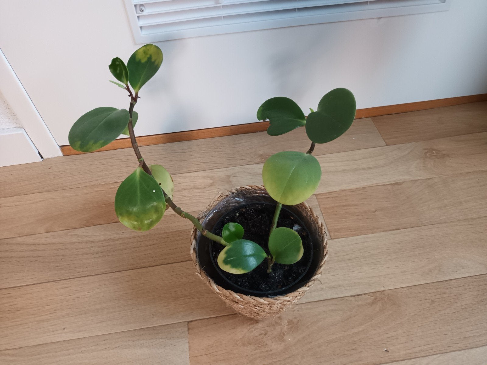 Peperomia magnoliifolia groene plant kamerplant in binnenpot, Groene kamerplant, Ophalen, Minder dan 100 cm