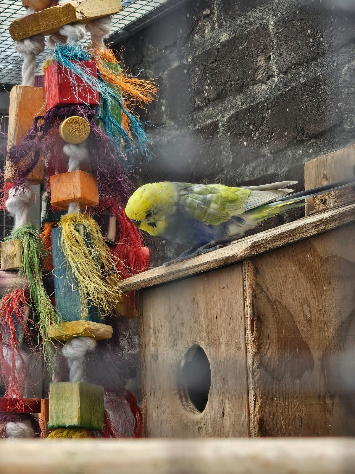 Koppel regenboog grasparkieten, Meerdere dieren, Parkiet