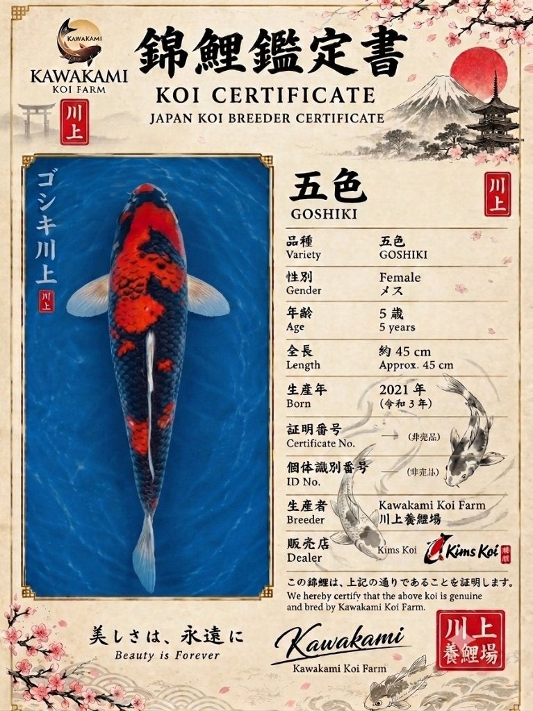 Japanse koi Goshiki, Karper of Koi