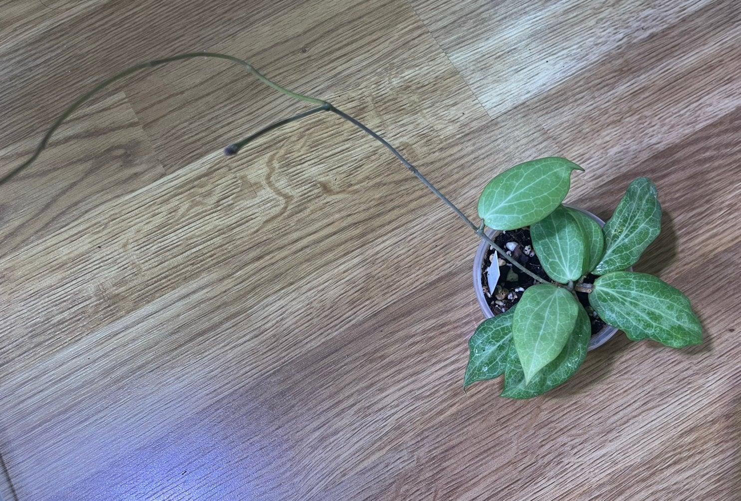Hoya fitchii, Ophalen of Verzenden, Halfschaduw, Minder dan 100 cm