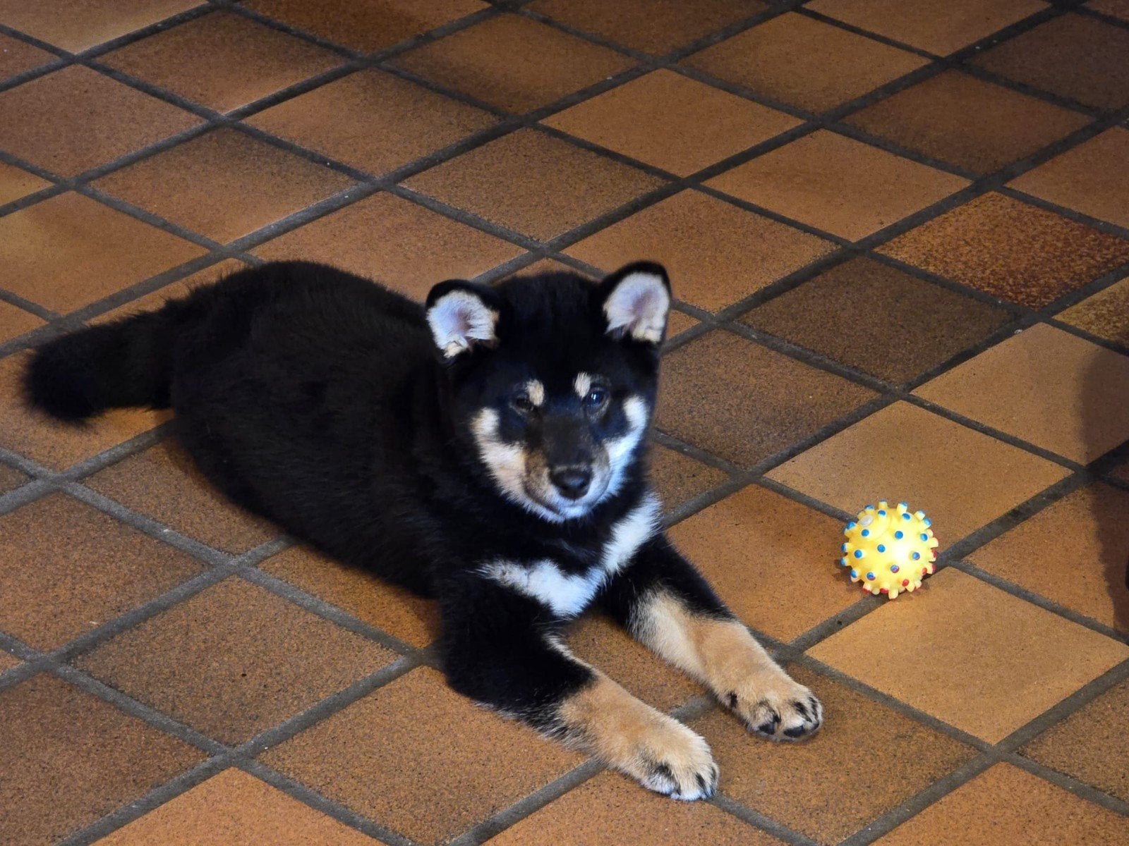 Shiba inu black and tan teefje - 9 weekjes, Dieren en Toebehoren, CDV (hondenziekte), België, Fokker | Hobbymatig, Overige rassen