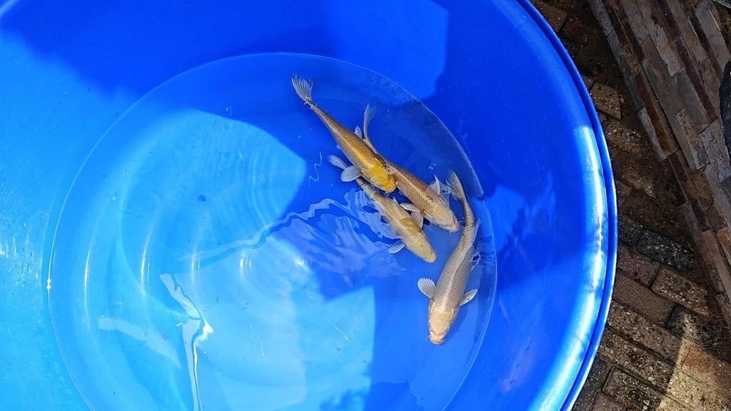 Prachtige tosai koi, Karper of Koi
