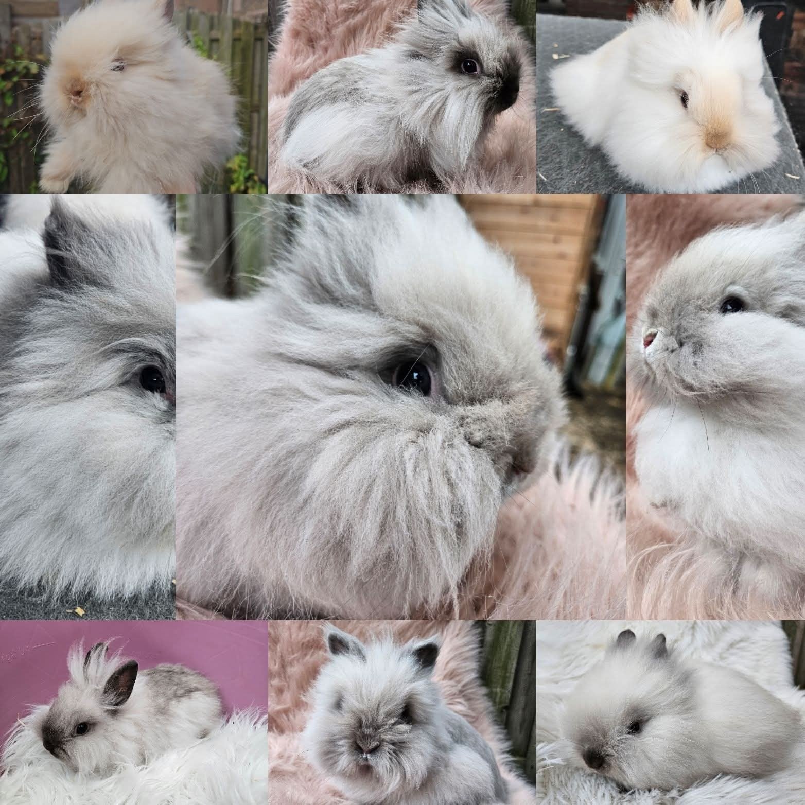 Teddydwerg konijntjes van de Hobbyfok, Meerdere dieren, Dwerg, 0 tot 2 jaar