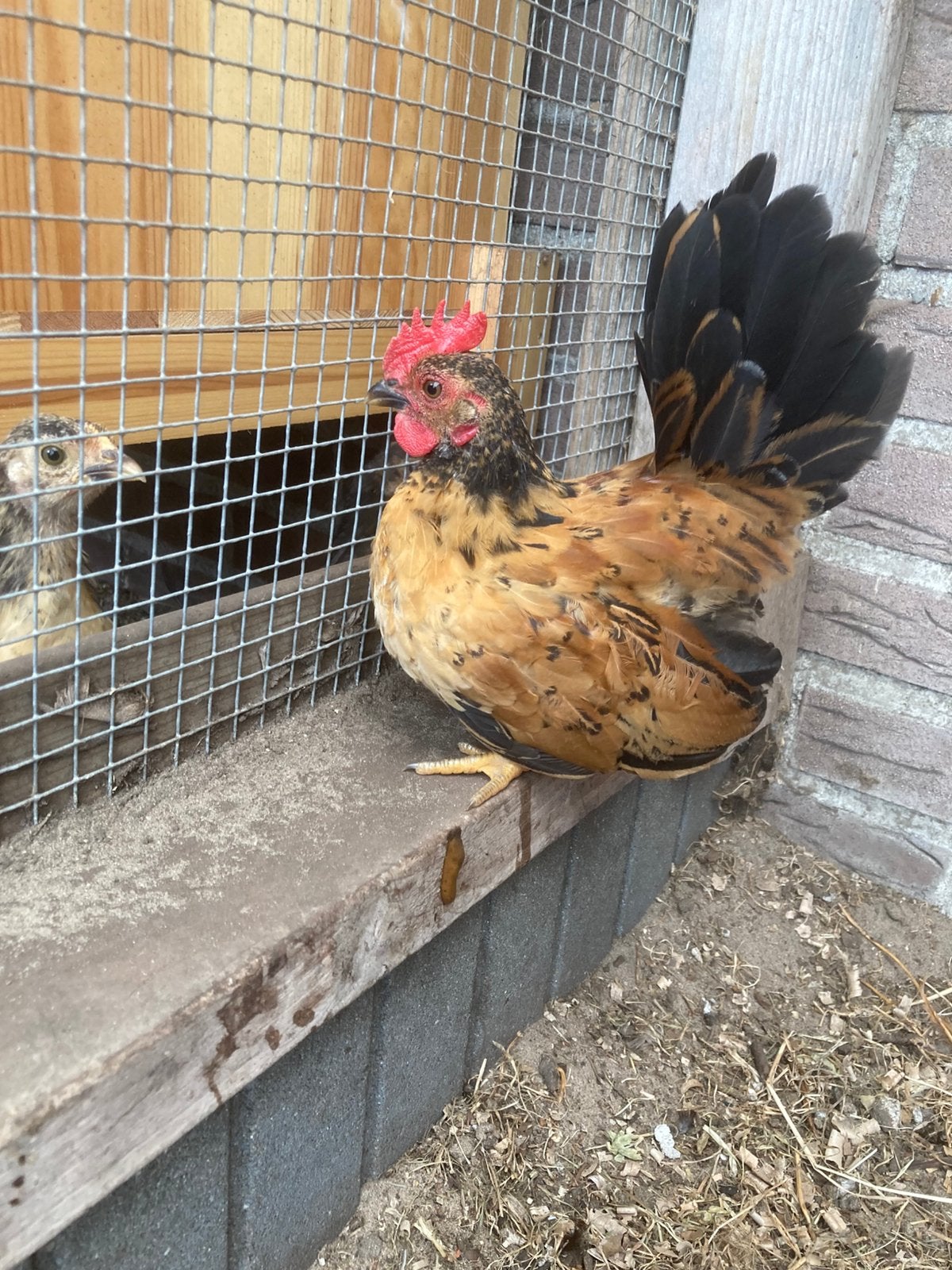 Serama haan, Dieren en Toebehoren, Pluimvee, Mannelijk, Kip