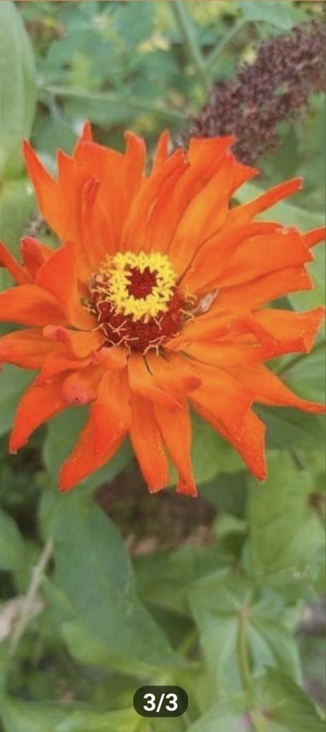 Zinnia Aztec Orange, Tuin en Terras, Bloembollen en Zaden, Ophalen of Verzenden, Voorjaar, Volle zon, Zaad