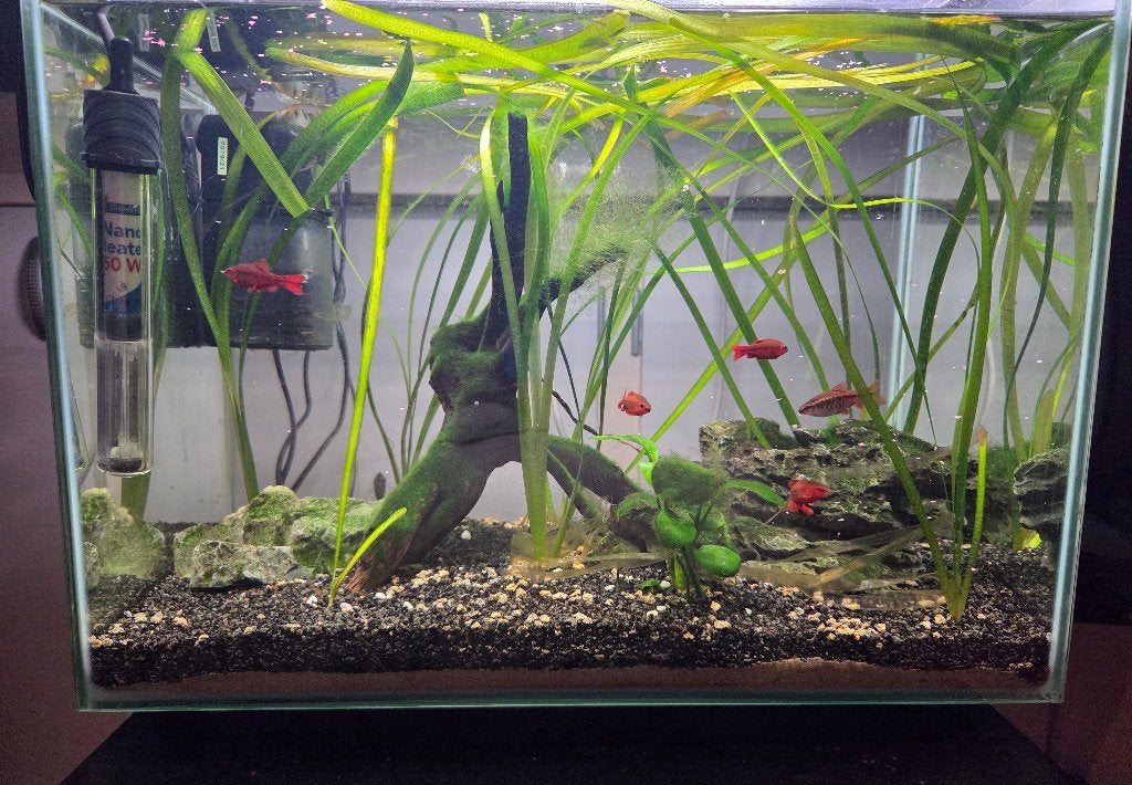 Aquarium, Dieren en Toebehoren, Ophalen, Gebruikt, Gevuld zoetwateraquarium, Superfish