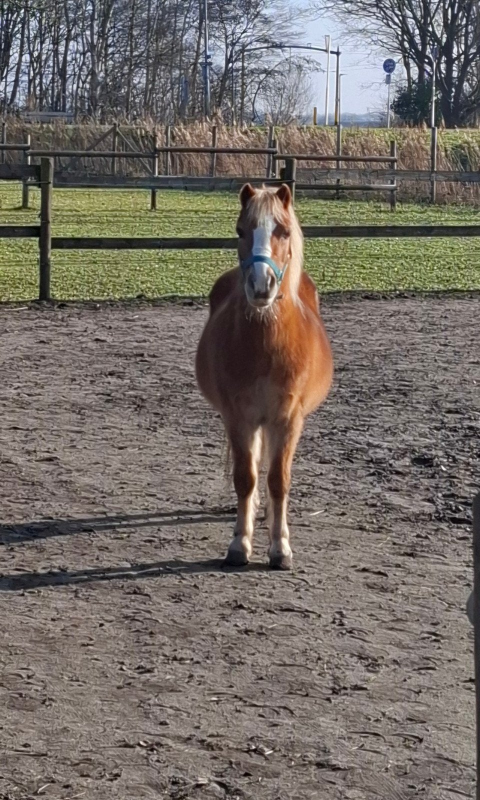 welsh pony 22 jaar, Ruin, 11 jaar of ouder