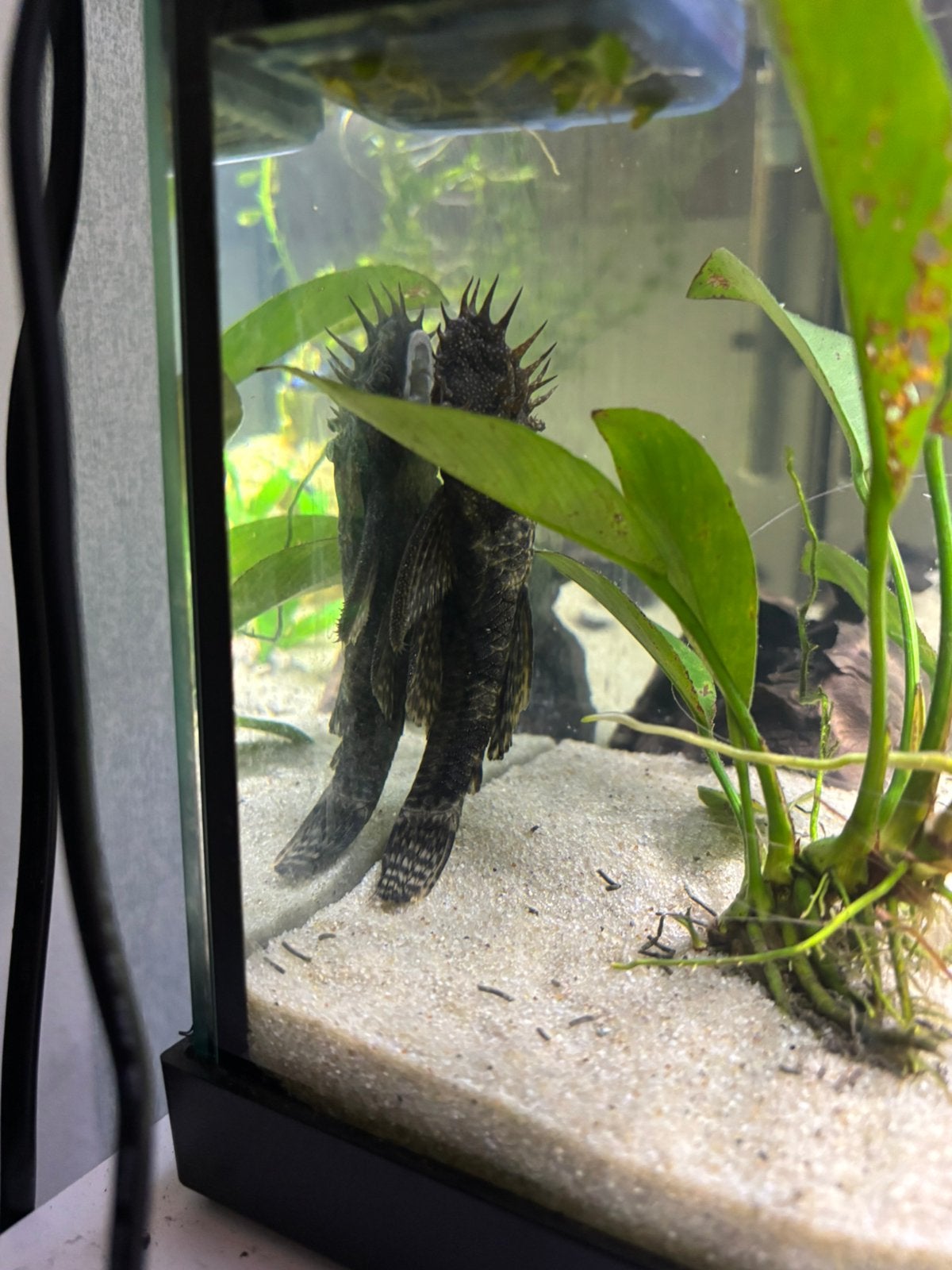 Pleco te koop, Dieren en Toebehoren, Vis