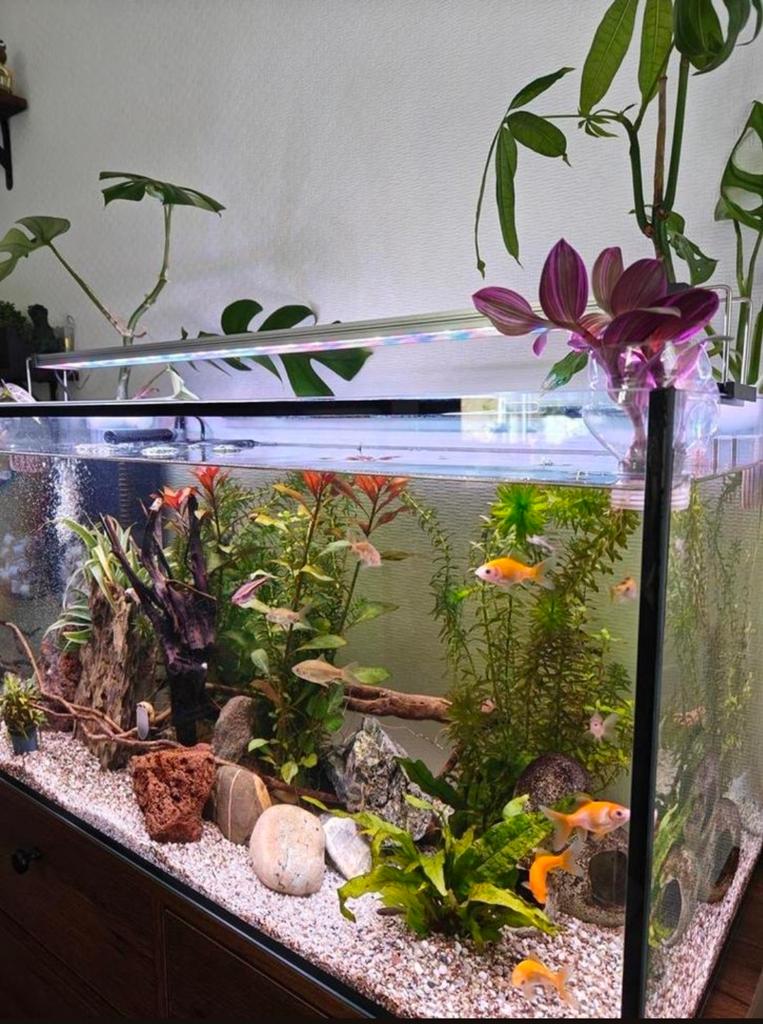 Prachtig aquarium te koop. Compleet inclusief toebehoren, Ophalen, Gebruikt