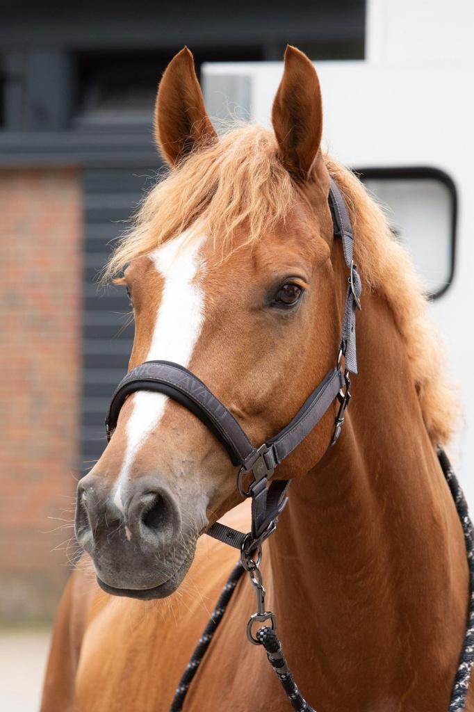 Harry's Horse Halsterset Satin Denici Cavalli, Cob en Full, Ophalen of Verzenden, Nieuw, Overige soorten