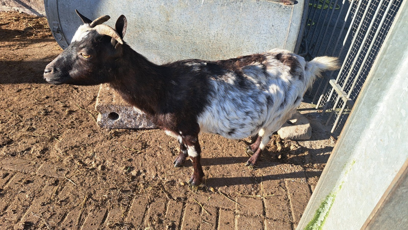 Dwerggeit met jong, Dieren en Toebehoren, Schapen, Geiten en Varkens, Meerdere dieren, Geit, 6 jaar of ouder