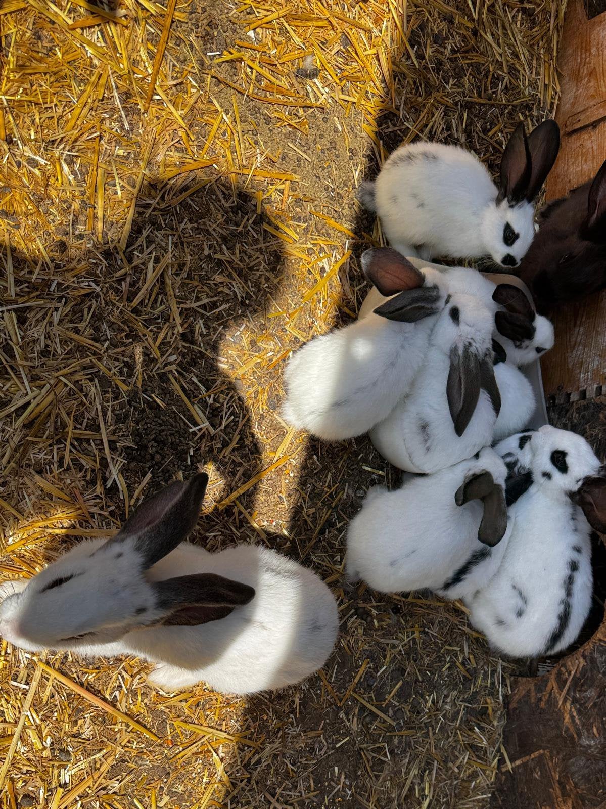 Vlaamse konijnen, Dieren en Toebehoren, Pluimvee, Mannelijk, Overige soorten