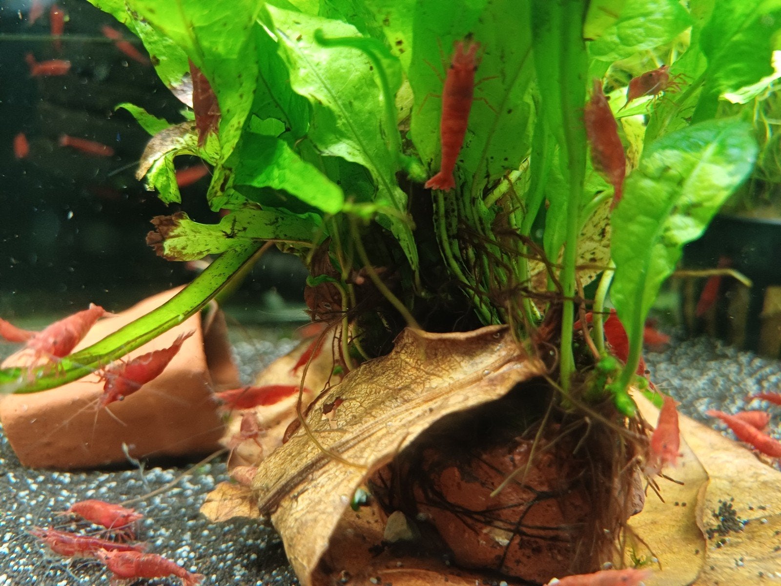 Hobbyaquarium Red Fire garnalen mooi op kleur, Kreeft, Krab of Garnaal, Zoetwatervis, Schoolvis