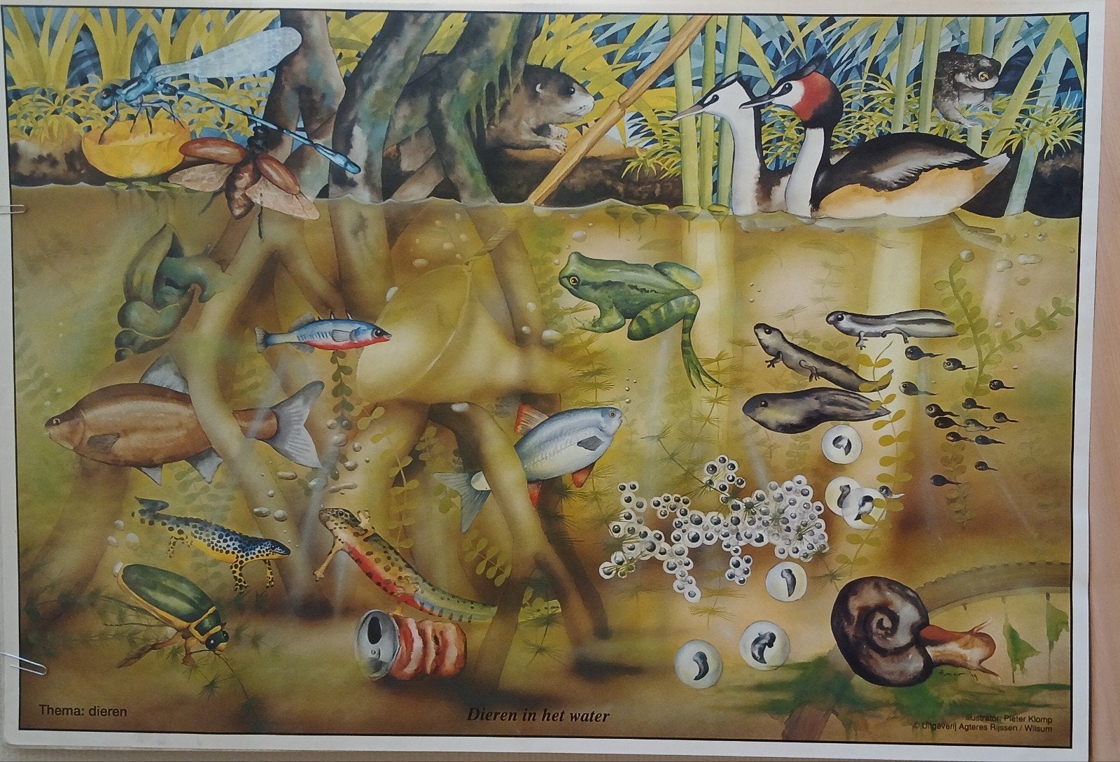 Oude schoolposter, Antiek en Kunst, Antiek | Schoolplaten, Ophalen of Verzenden, Natuur en Biologie