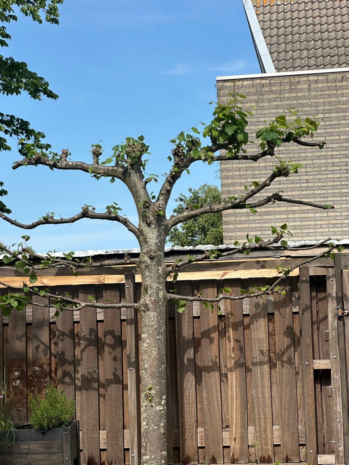 Lei bomen, Ophalen of Verzenden, Halfschaduw, Leiboom