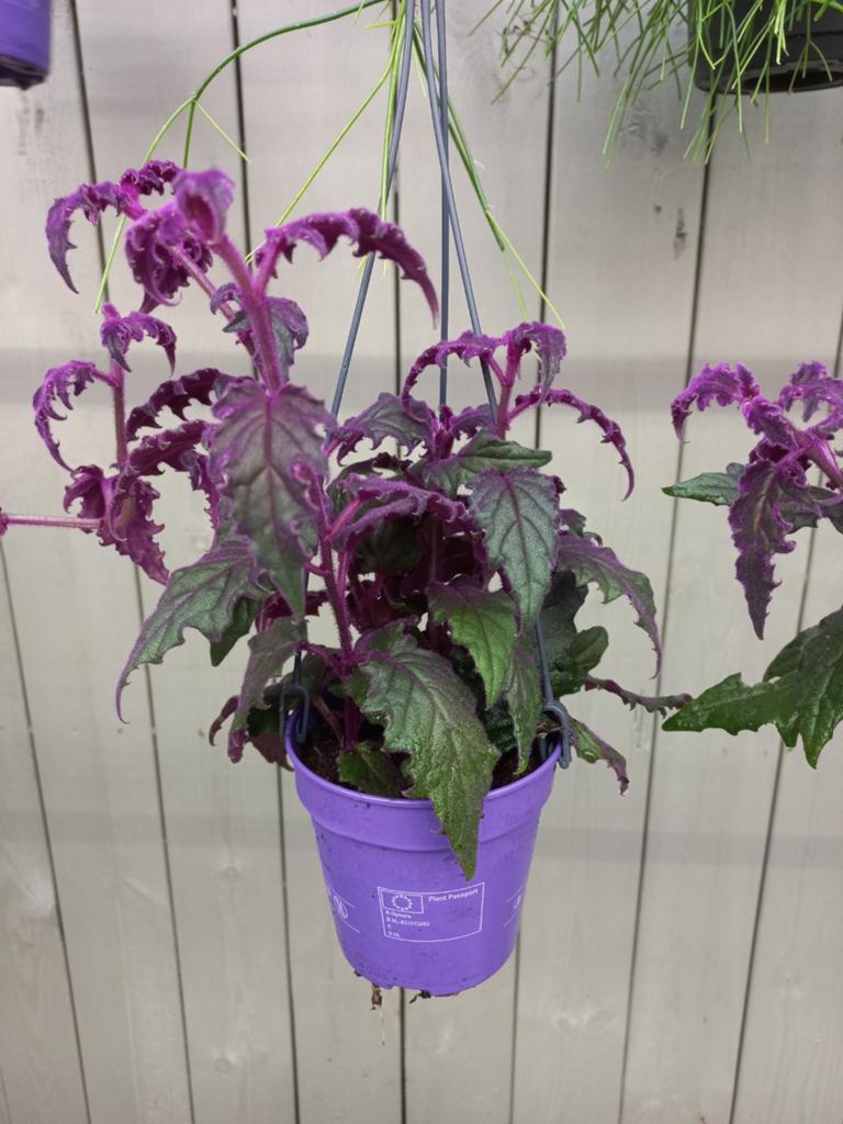 Fluweel planten p12 (gynura), Ophalen, Overige soorten, Halfschaduw, Minder dan 100 cm