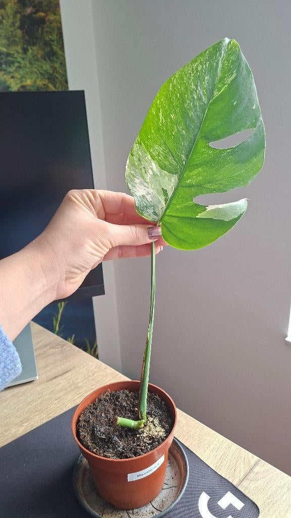 Monstera Variegata - stek 4, Ophalen, Overige soorten, Halfschaduw, Minder dan 100 cm