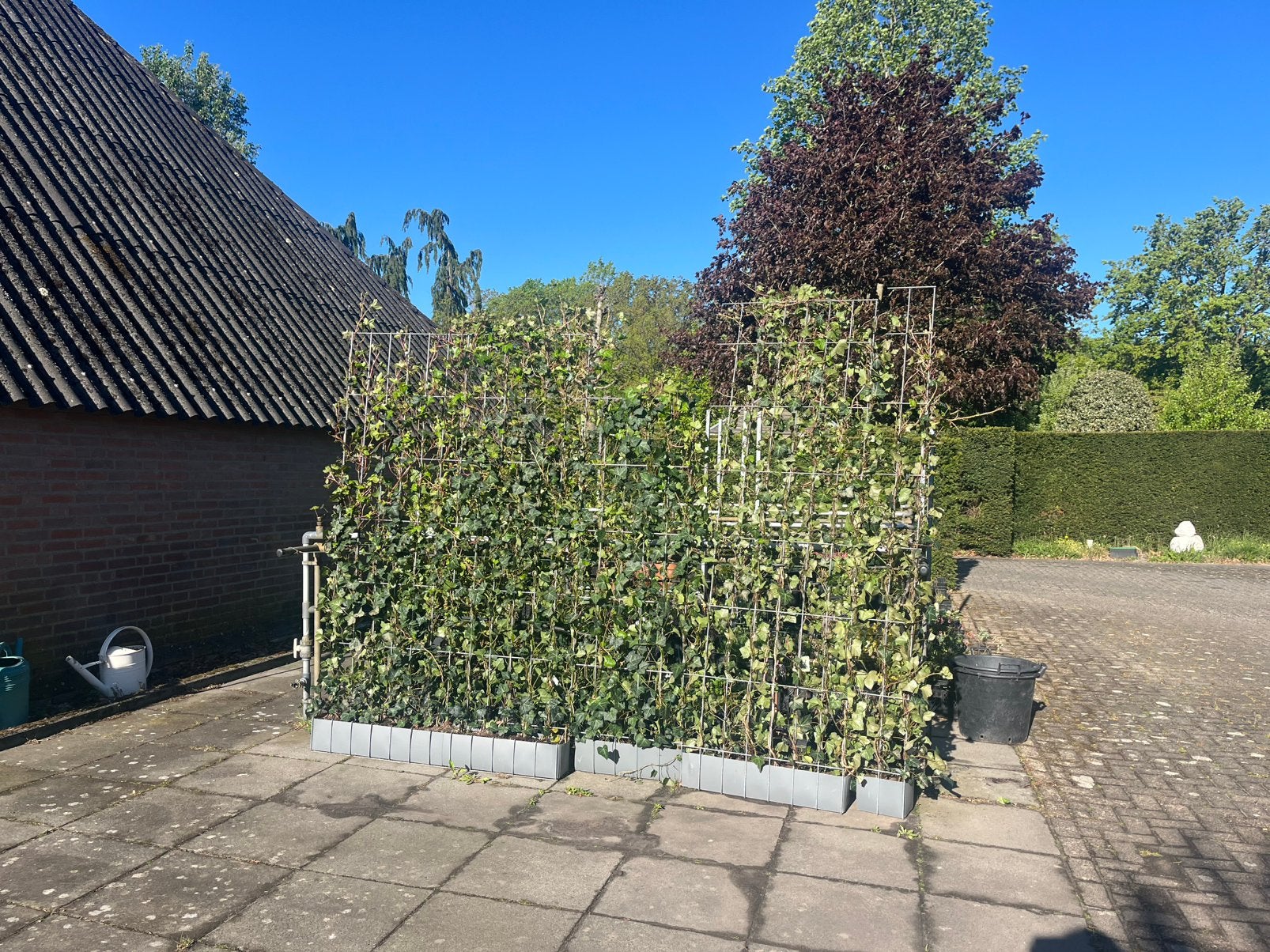 Kant en klaar haag hedera, Ophalen, Nieuw, Minder dan 3 meter, 1 tot 2 meter