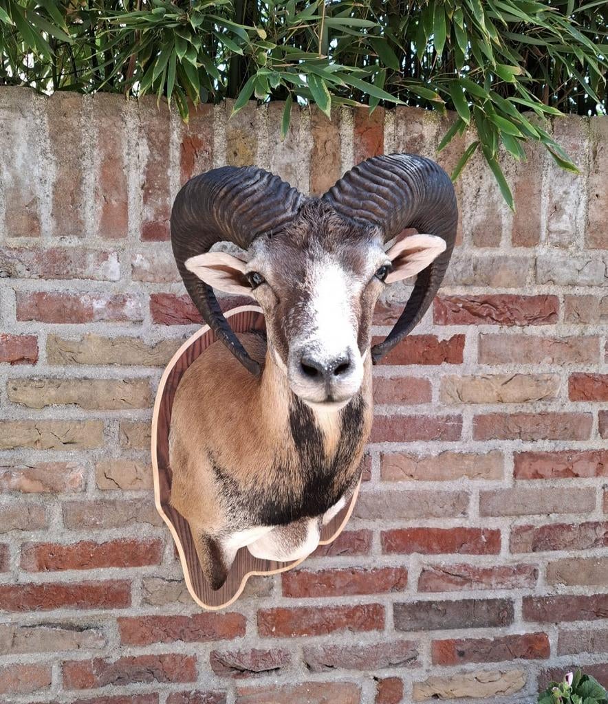 NIEUW! opgezette kop moeflon taxidermy opgezet jacht schedel, Verzamelen, Ophalen, Wild dier, Gewei of Kop