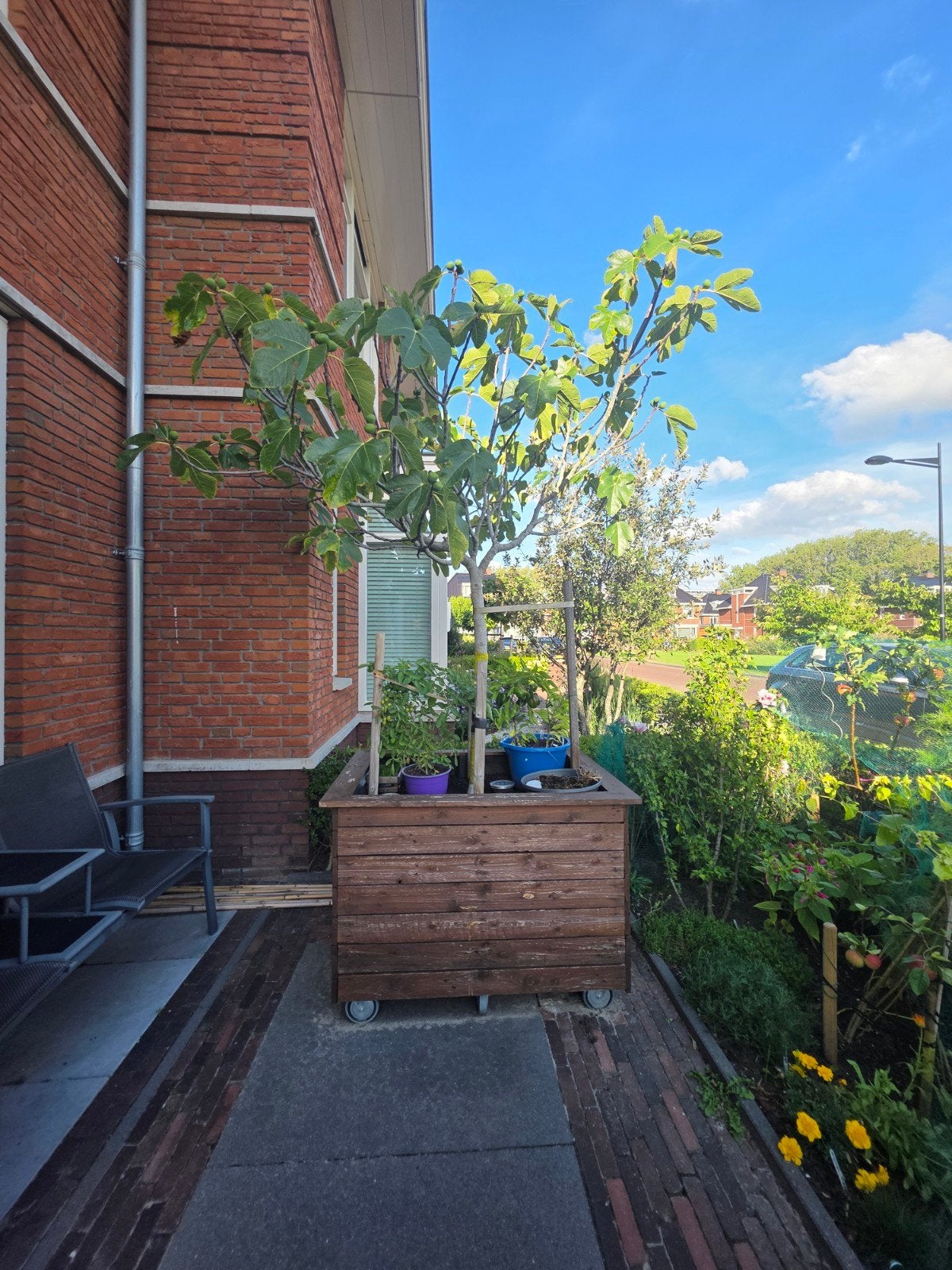 Grote Vijgenboom in Pot - Vers Fruit uit Eigen Tuin, Tuin en Terras, Planten | Fruitbomen, Ophalen, Lente, Volle zon, In pot