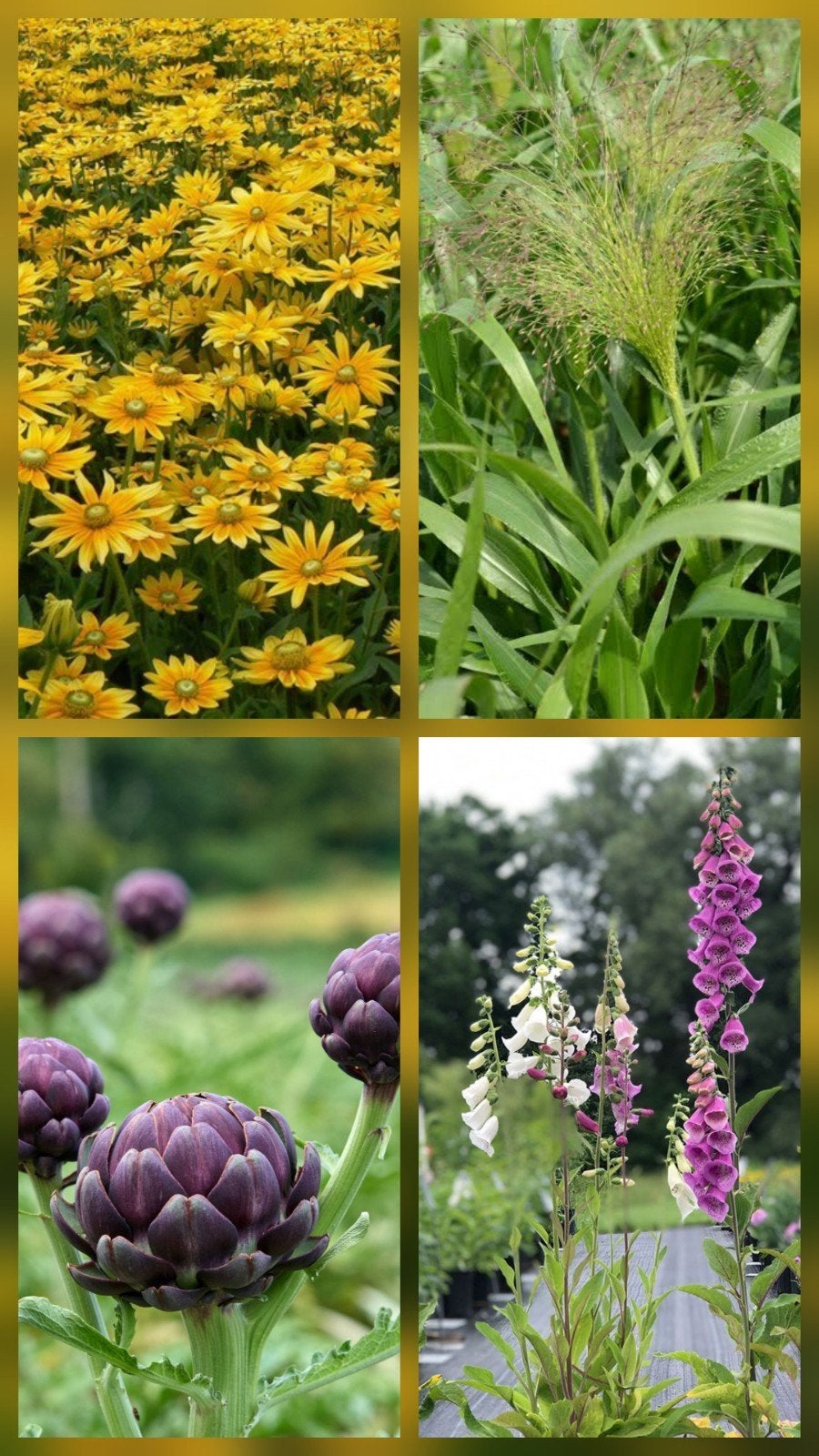 Stekjes: artisjok, digitalis, zonnehoed en siergras, Volle zon, Vaste plant, Zomer, Ophalen