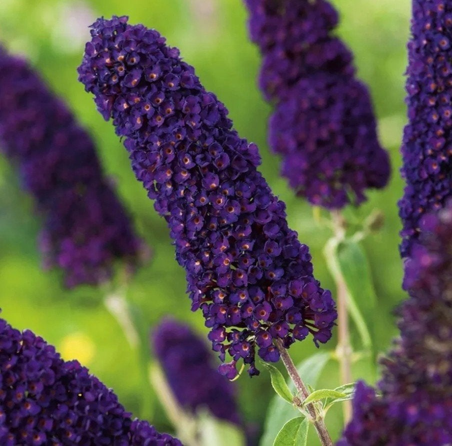 Grote stek Buddleja Black Knight Bio, Ophalen, Overige soorten, Volle zon