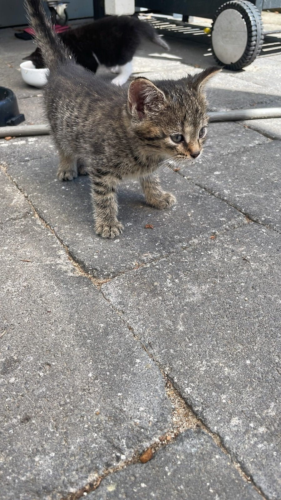 Kittens, Dieren en Toebehoren, Katten en Kittens | Dekkaters