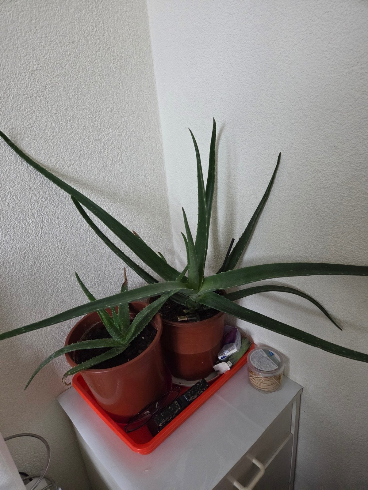 Grote en kleine Aloë Vera planten in pot, Huis en Inrichting, Vetplant, 100 tot 150 cm, In pot, Groene kamerplant