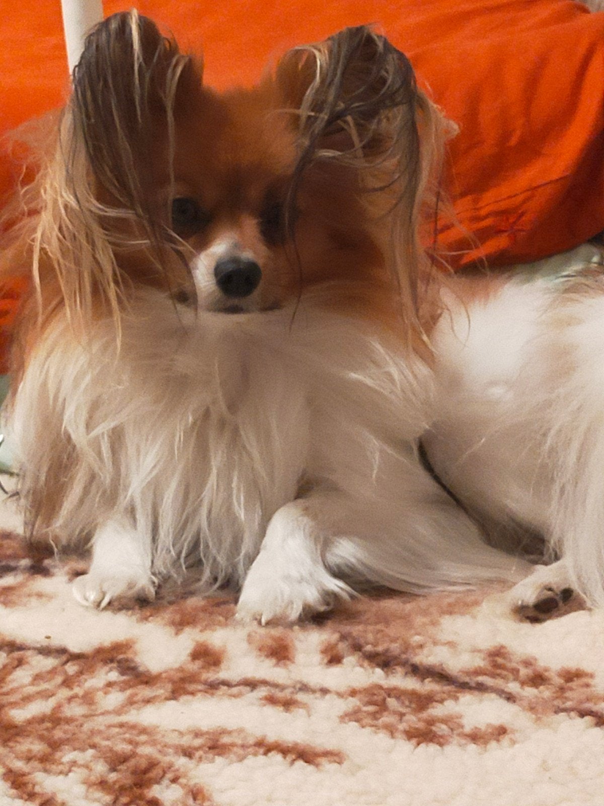 Papillon of vlinderhondje dekreu aangeboden, Eén hond, 3 tot 5 jaar, Nederland, Particulier