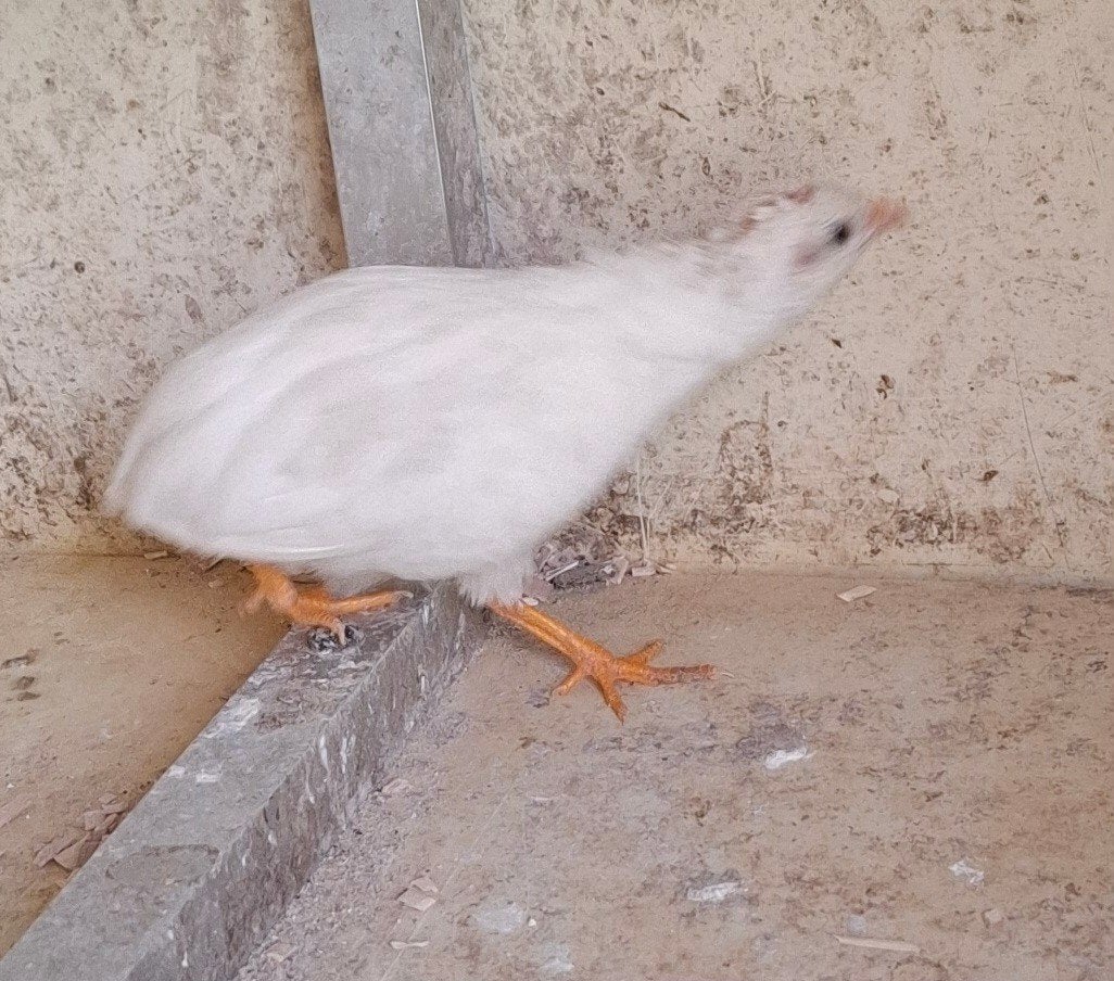 Chinesedwergkwartels, Dieren en Toebehoren, Vogels | Overige Vogels, Mannelijk