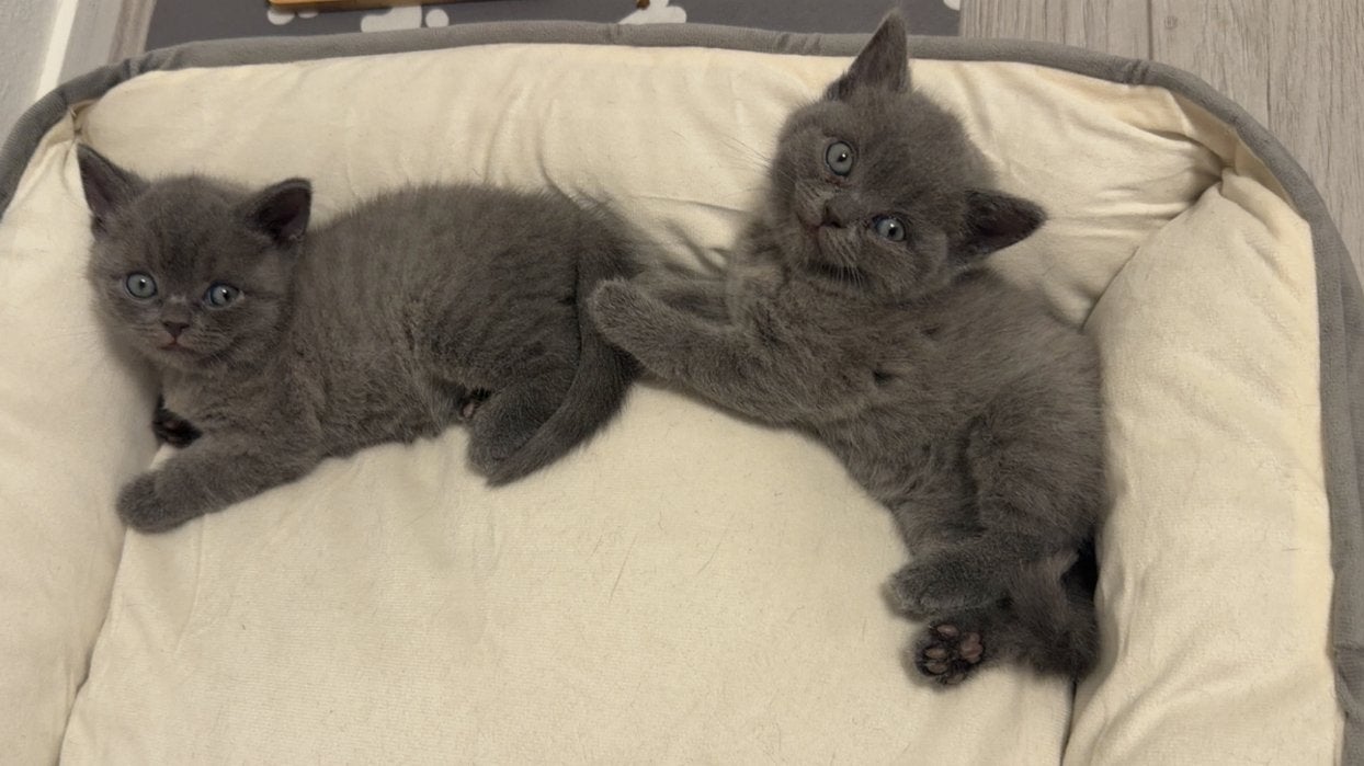 Raszuivere Britse korthaar kittens, Dieren en Toebehoren, Katten en Kittens | Raskatten | Korthaar, Ontwormd