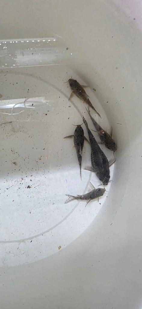 Kweekgroep corydora paleatus, Vis