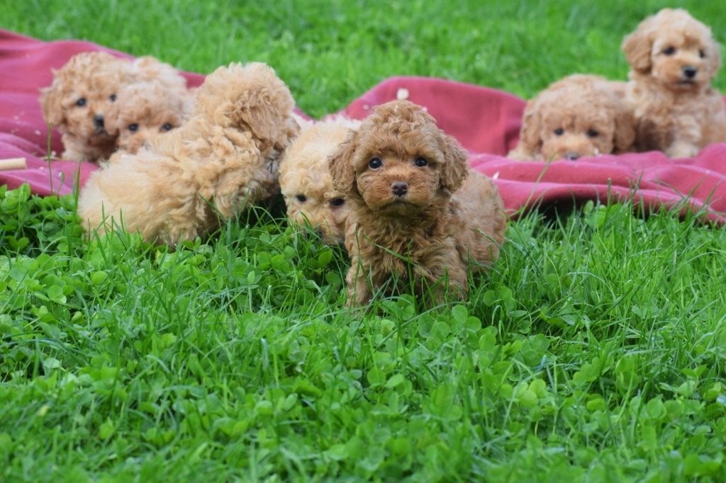 Poedel pups kleine taille, Poedel, België, 15 weken tot 1 jaar, Meerdere