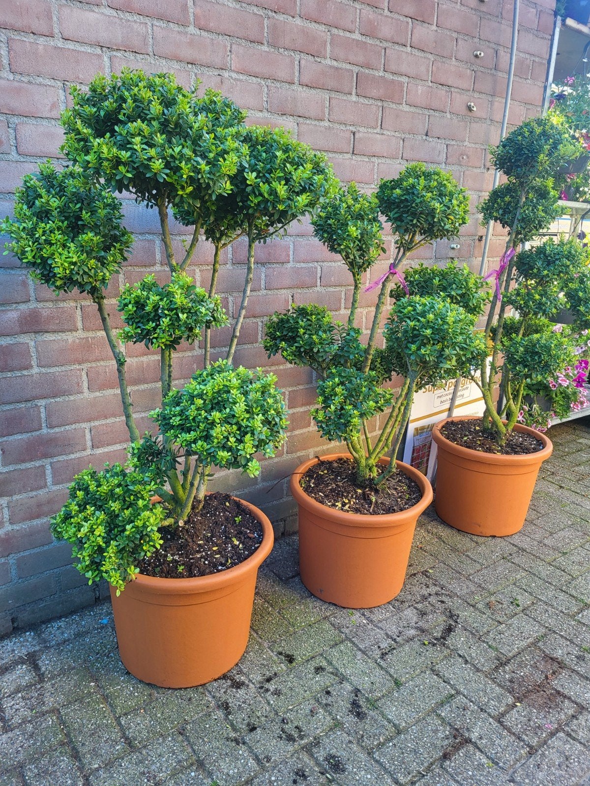 ilex pon pon een echte blikvanger, Ophalen of Verzenden, Overige soorten, Volle zon