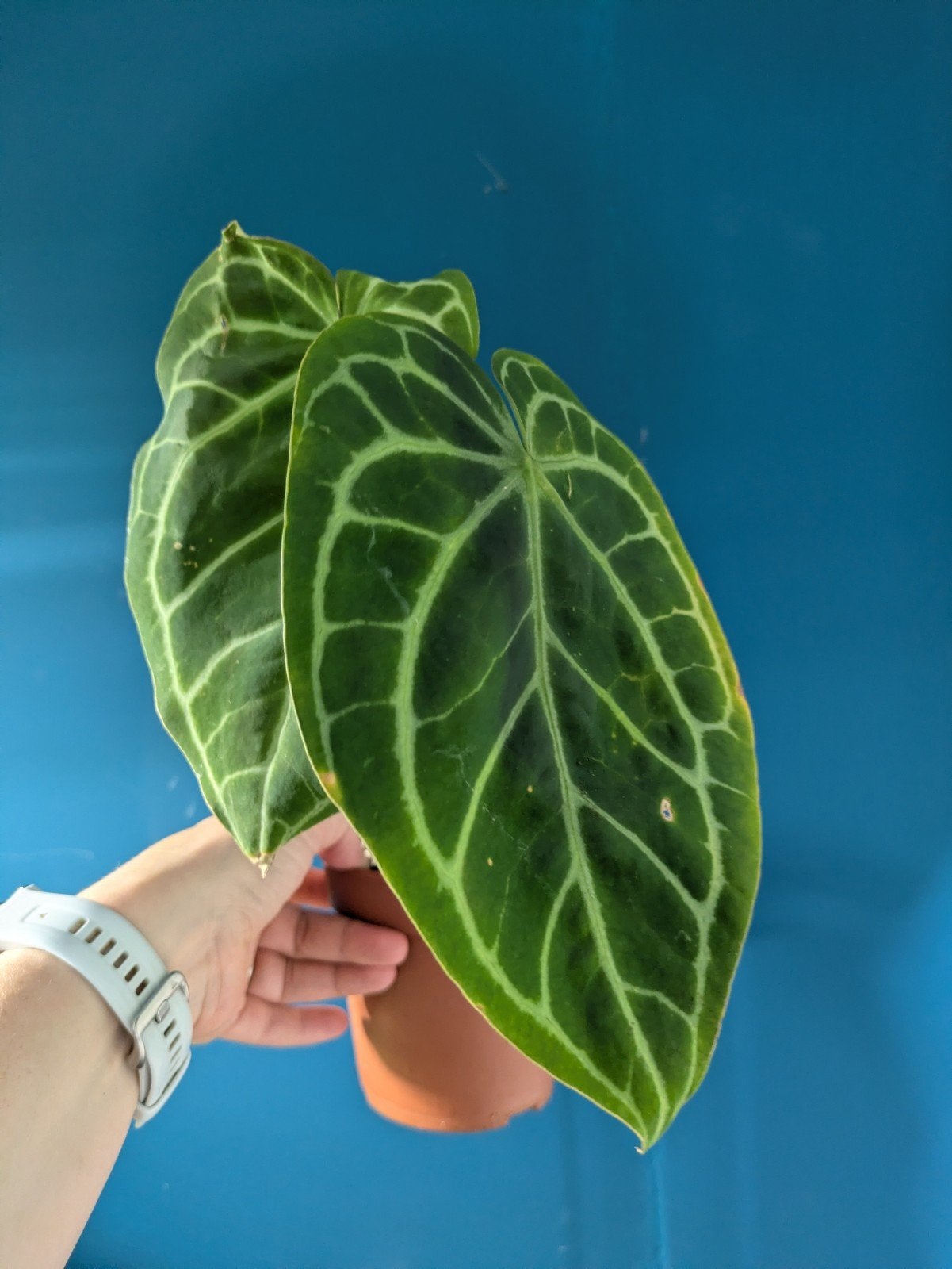 Anthurium Clarinervium kamerplant, Huis en Inrichting, Ophalen of Verzenden, Halfschaduw, Minder dan 100 cm