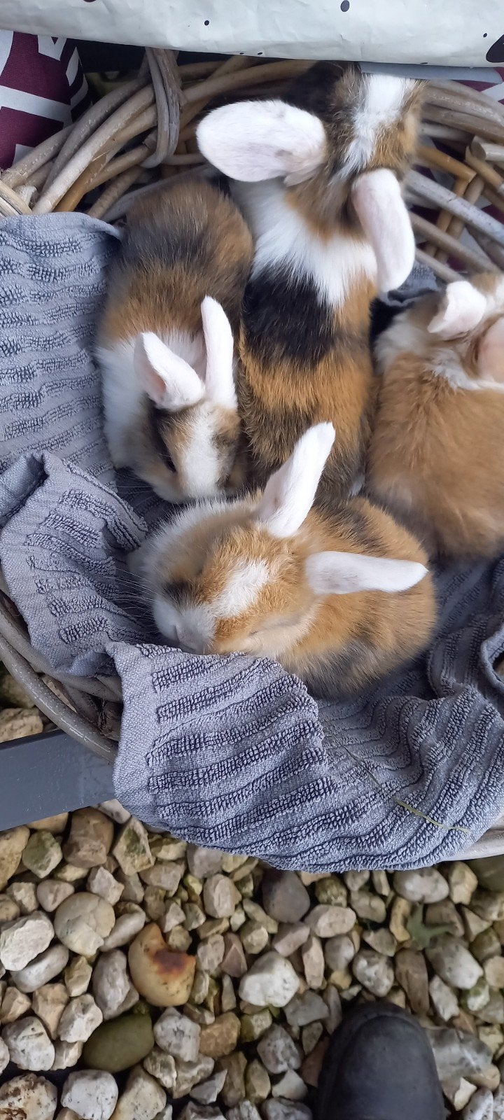 zeer tam en raszuivere jonge  minilop s, Dieren en Toebehoren, Vrouwelijk, Dwerg