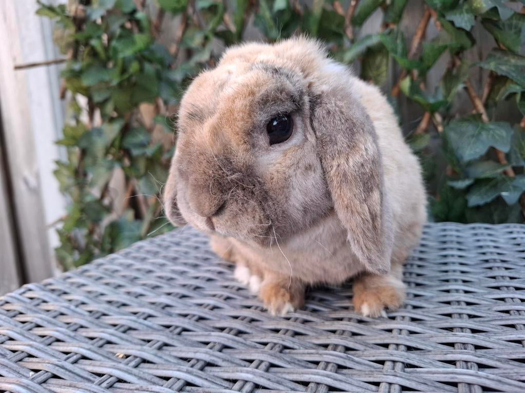 Minilop rex Japanner ram (2 jaar), Dieren en Toebehoren, Konijnen, Mannelijk, Dwerg