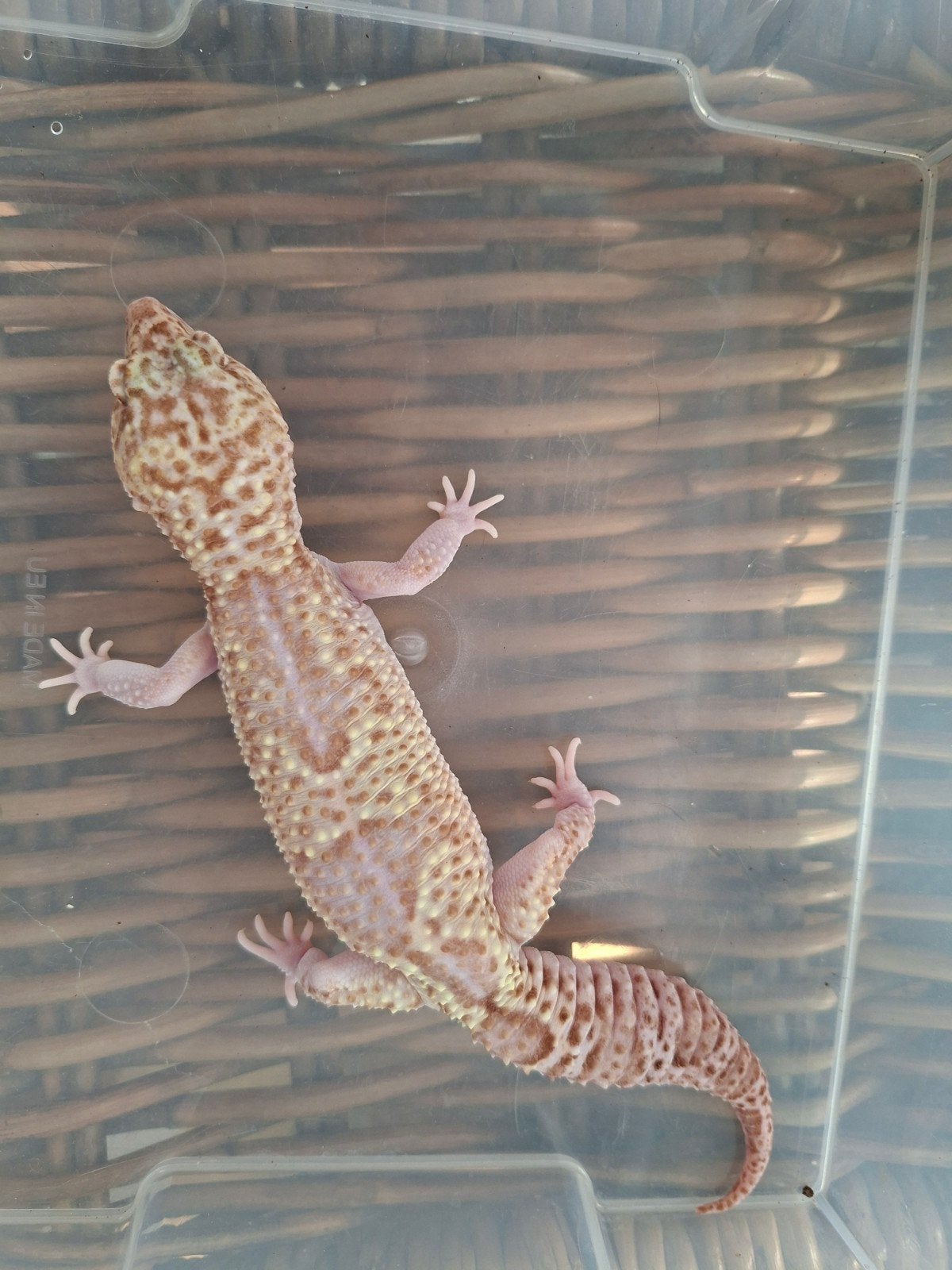 Eublepharis Macularius luipaardgekko man en vrouwen te koop Leopard Gecko photo 11