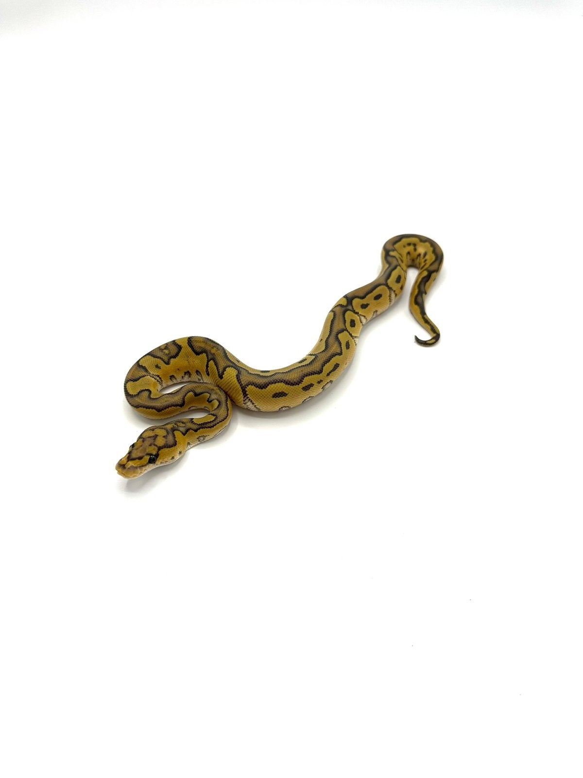 Diverse Python regius - koningspythons Ball Python photo 11