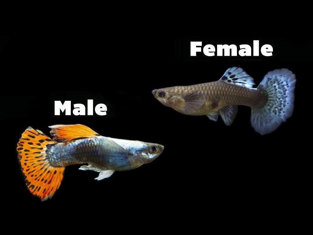 Fancy guppy: Dumbo mozaïek red, F1, Dieren en Toebehoren, Vis, Zoetwatervis