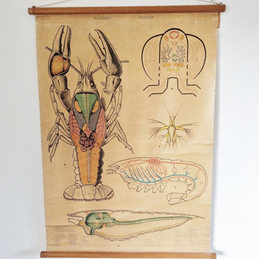 Zweedse schoolplaat Rivierkreeft, Antiek en Kunst, Antiek | Schoolplaten, Ophalen of Verzenden, Natuur en Biologie